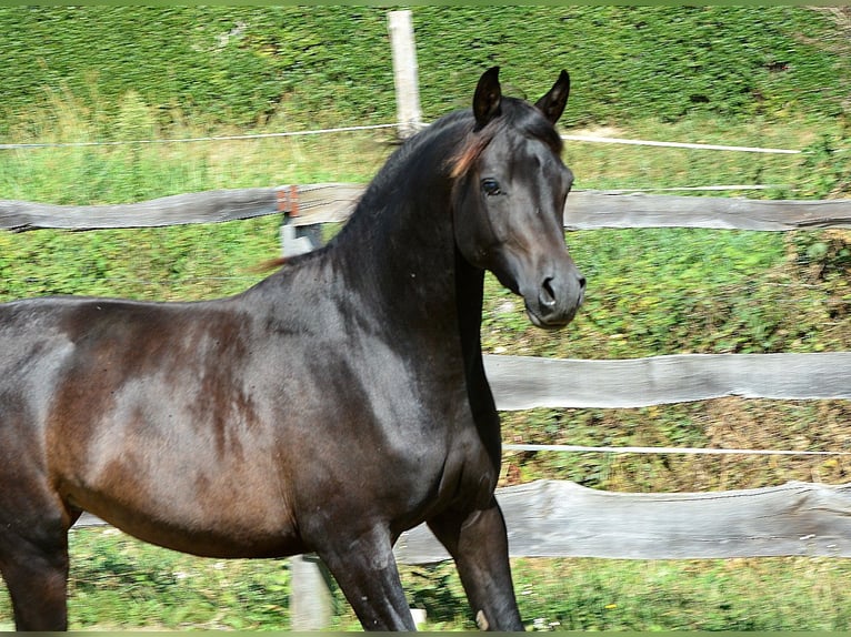 Koń czystej krwi arabskiej Ogier 3 lat 150 cm Skarogniada in Koprivnica