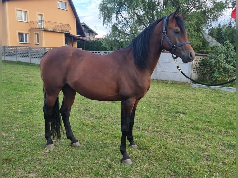 Koń czystej krwi arabskiej Ogier 3 lat 154 cm Gniada in Tarnowskie G&#xF3;ry