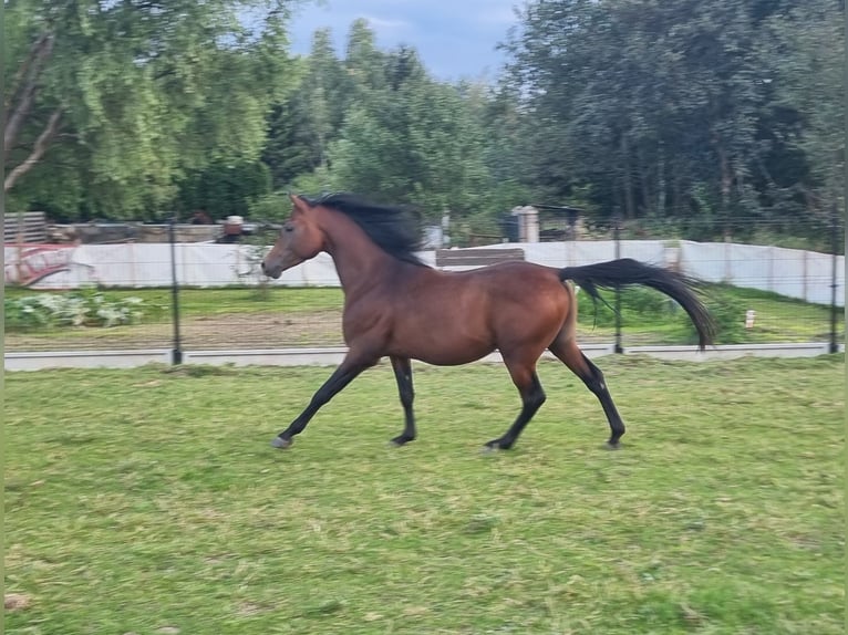 Koń czystej krwi arabskiej Ogier 3 lat 154 cm Gniada in Tarnowskie G&#xF3;ry
