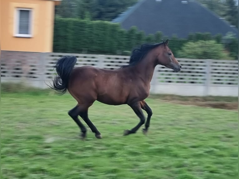 Koń czystej krwi arabskiej Ogier 3 lat 154 cm Gniada in Tarnowskie G&#xF3;ry