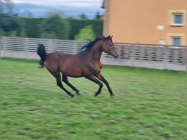 Koń czystej krwi arabskiej Ogier 3 lat 154 cm Gniada in Tarnowskie G&#xF3;ry