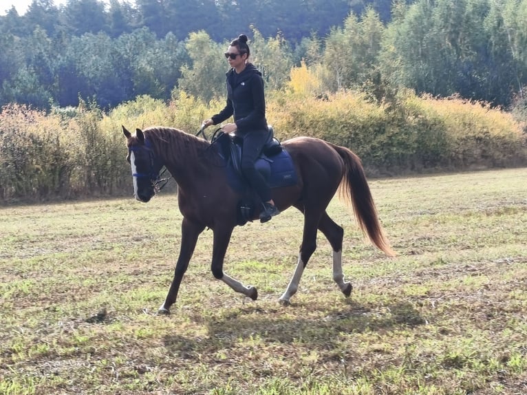 Koń czystej krwi arabskiej Ogier 3 lat 155 cm Ciemnokasztanowata in Pokrzywnica