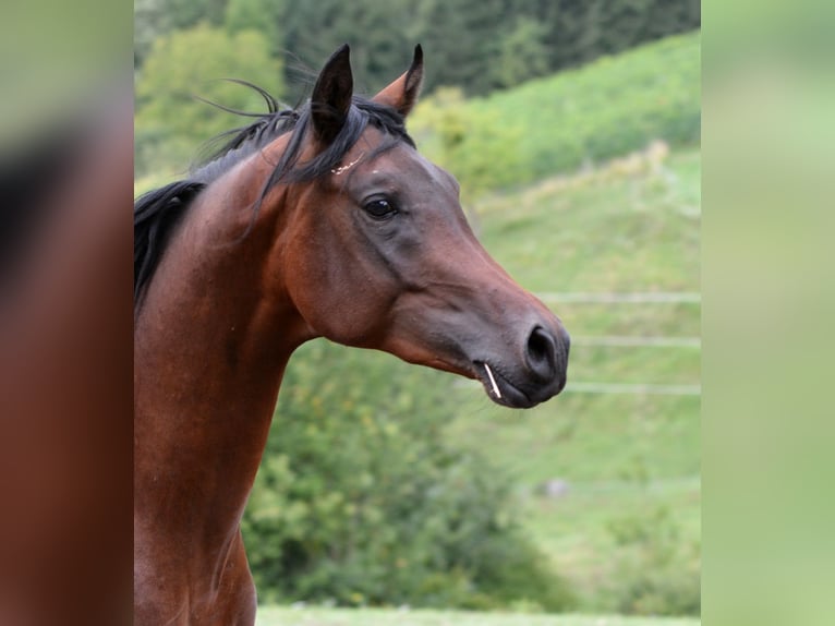 Koń czystej krwi arabskiej Ogier 3 lat 155 cm Gniada in Koprivnica