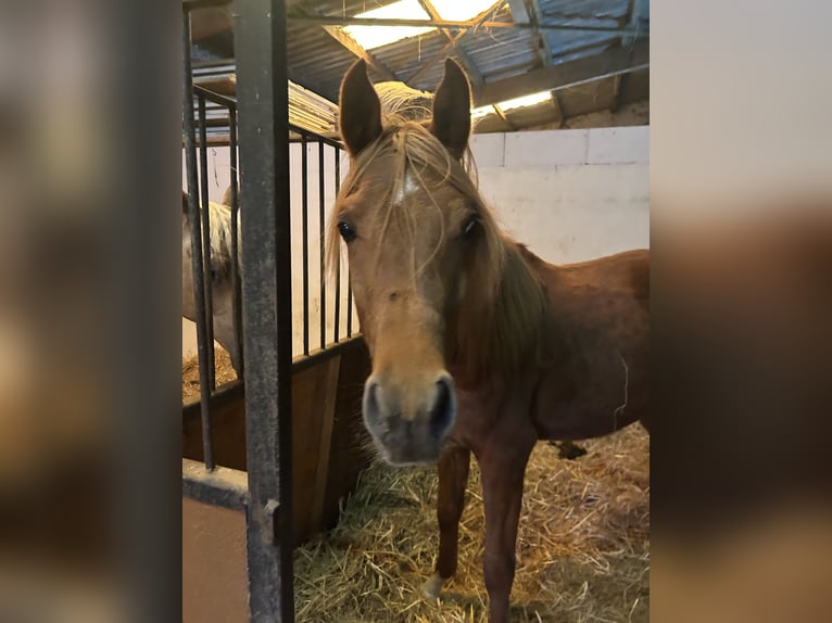 Koń czystej krwi arabskiej Ogier 3 lat 155 cm Kasztanowata in noerdange