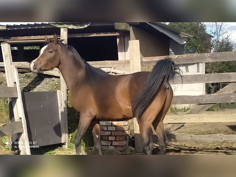 Koń czystej krwi arabskiej Ogier 3 lat 155 cm Skarogniada in Radłów