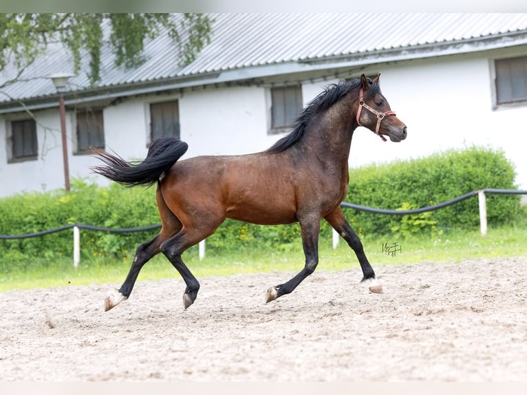 Koń czystej krwi arabskiej Ogier 3 lat 156 cm Ciemnogniada in Kurozweki