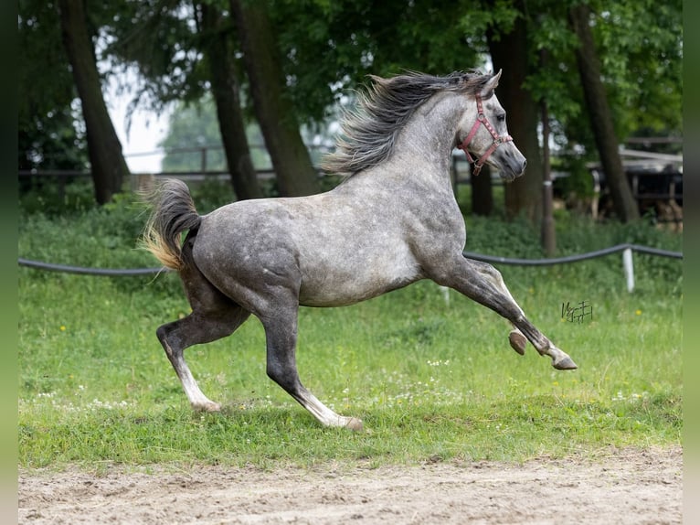 Koń czystej krwi arabskiej Ogier 3 lat 157 cm Siwa in Kurozwęki