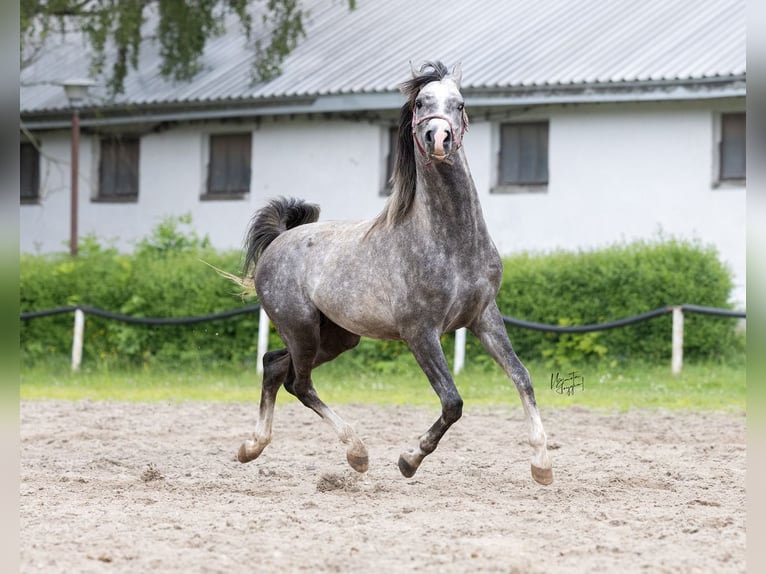 Koń czystej krwi arabskiej Ogier 3 lat 157 cm Siwa in Kurozwęki