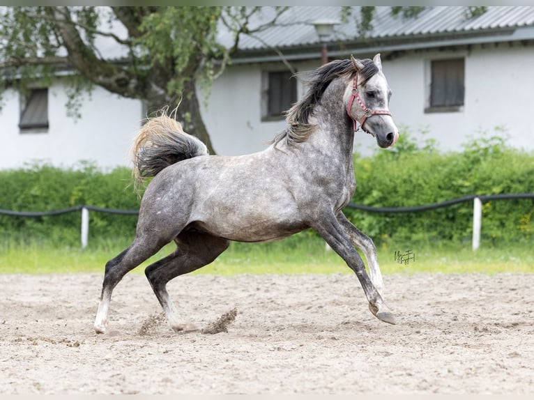 Koń czystej krwi arabskiej Ogier 3 lat 157 cm Siwa in Kurozwęki