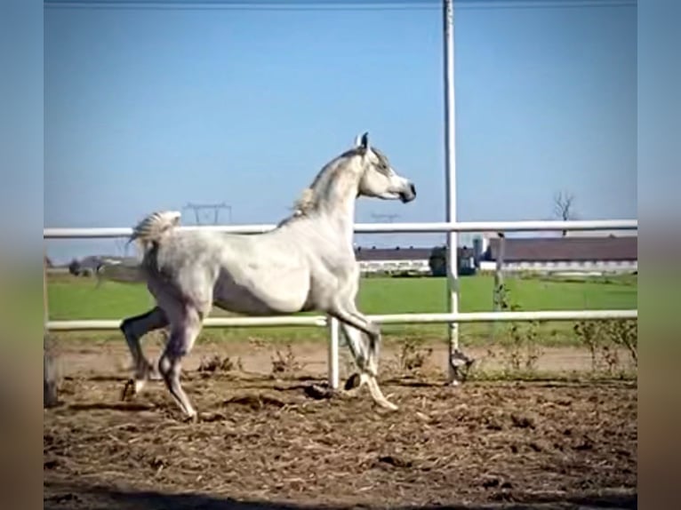 Koń czystej krwi arabskiej Ogier 3 lat 160 cm Siwa in Poznań