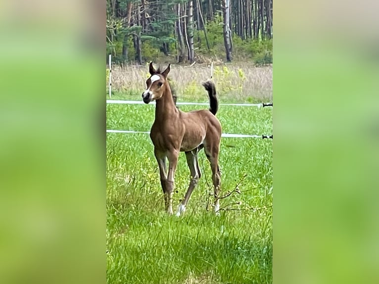 Koń czystej krwi arabskiej Ogier 3 lat Ciemnogniada in Stropieszyn