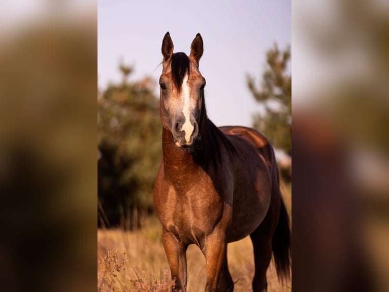 Koń czystej krwi arabskiej Ogier 4 lat 148 cm in Achel