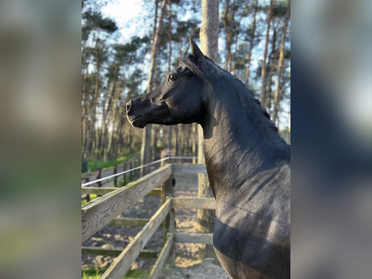 Koń czystej krwi arabskiej Ogier 4 lat 154 cm Kara in Gelderland