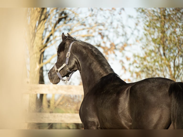 Koń czystej krwi arabskiej Ogier 4 lat 155 cm Kara in Ooltgensplaat