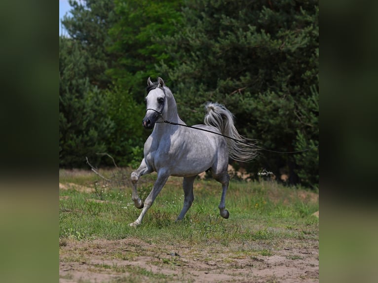 Koń czystej krwi arabskiej Ogier 4 lat 156 cm Siwa in Wielogóra Koń czystej krwi arabskiej Ogier 4 lat 156 cm Siwa in Wielogóra