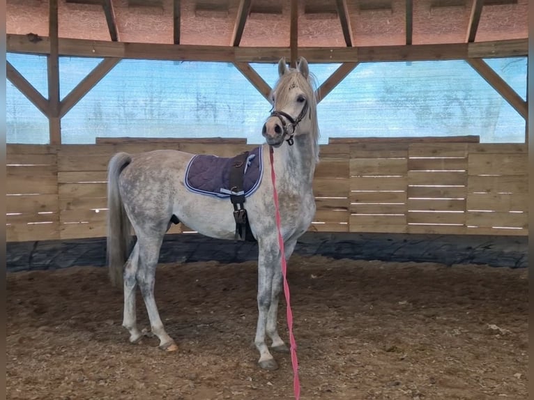 Koń czystej krwi arabskiej Ogier 4 lat Siwa in Poznań