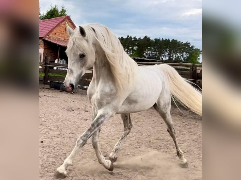 Koń czystej krwi arabskiej Ogier 5 lat in Bukowiec