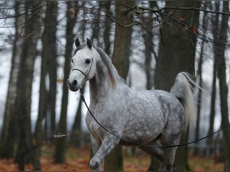 Koń czystej krwi arabskiej Ogier 6 lat 153 cm Siwa in WOLA LOKOTOWA