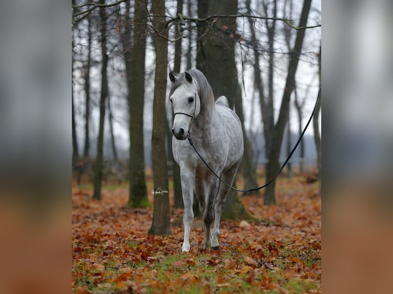 Koń czystej krwi arabskiej Ogier 6 lat 153 cm Siwa in WOLA LOKOTOWA