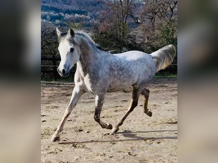 Koń czystej krwi arabskiej Ogier 6 lat 158 cm Siwa jabłkowita in Gentilino