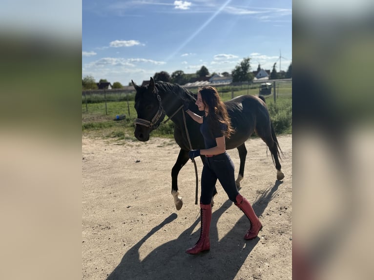 Koń czystej krwi arabskiej Ogier 6 lat 160 cm Skarogniada in Worms
