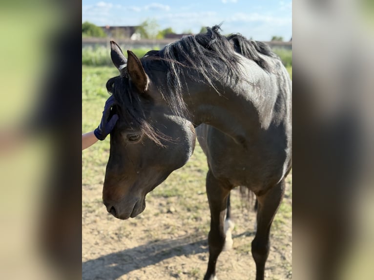 Koń czystej krwi arabskiej Ogier 6 lat 160 cm Skarogniada in Worms