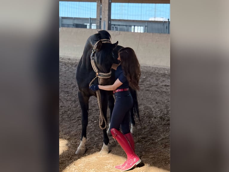 Koń czystej krwi arabskiej Ogier 6 lat 160 cm Skarogniada in Worms