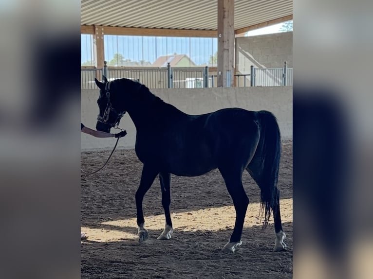 Koń czystej krwi arabskiej Ogier 6 lat 160 cm Skarogniada in Worms