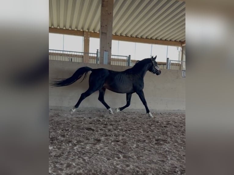 Koń czystej krwi arabskiej Ogier 6 lat 160 cm Skarogniada in Worms