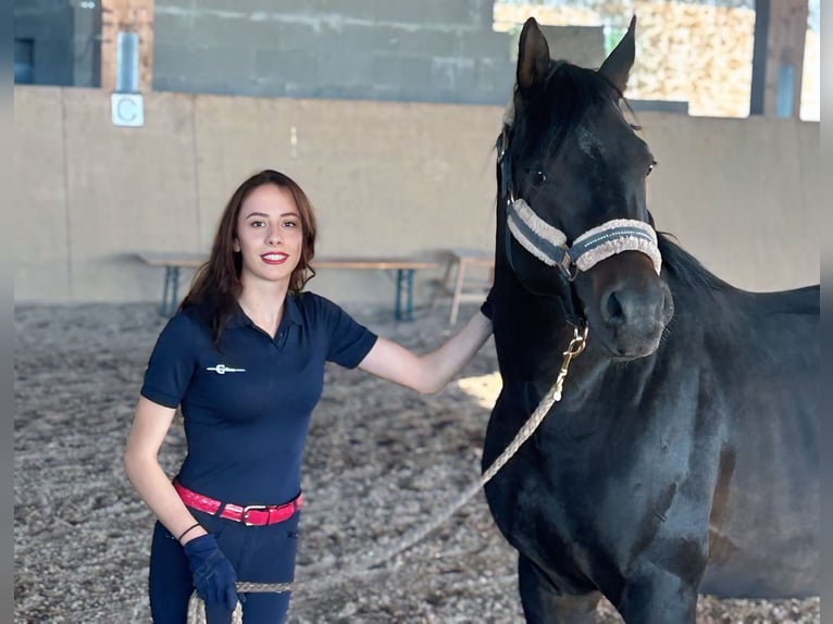 Koń czystej krwi arabskiej Ogier 6 lat 160 cm Skarogniada in Worms