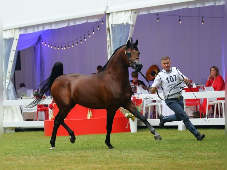 Koń czystej krwi arabskiej Ogier 7 lat 153 cm Gniada in Lodz