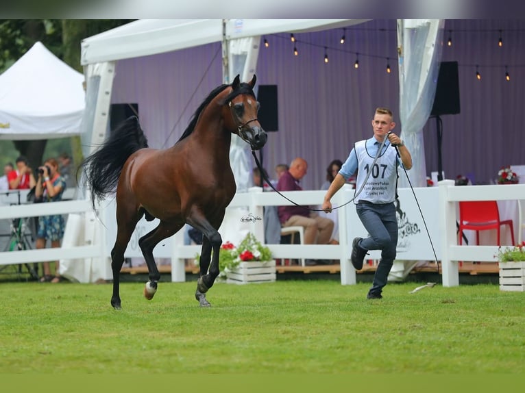 Koń czystej krwi arabskiej Ogier 7 lat 153 cm Gniada in Lodz