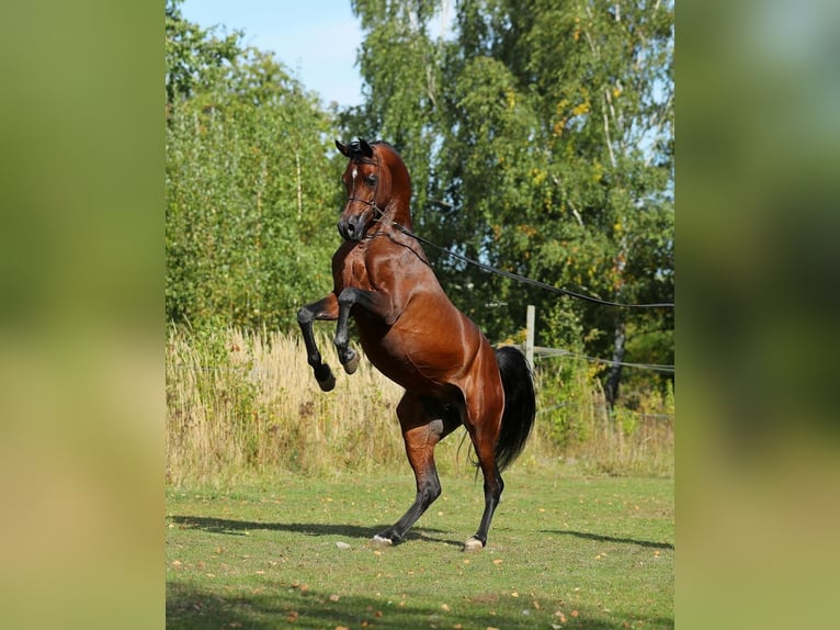 Koń czystej krwi arabskiej Ogier 7 lat 153 cm Gniada in Lodz