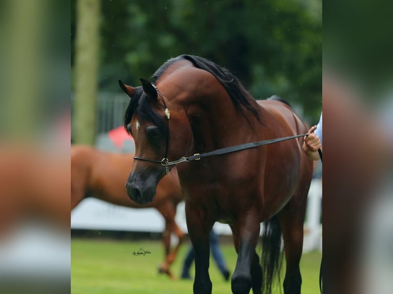 Koń czystej krwi arabskiej Ogier 7 lat 153 cm Gniada in Lodz