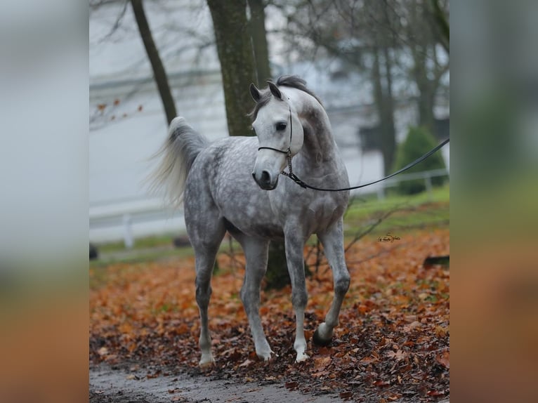 Koń czystej krwi arabskiej Ogier 7 lat 153 cm Siwa in WOLA LOKOTOWA