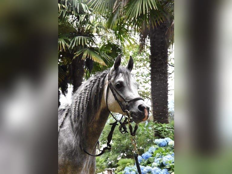 Koń czystej krwi arabskiej Ogier 7 lat 156 cm Siwa w hreczce in Gentilino