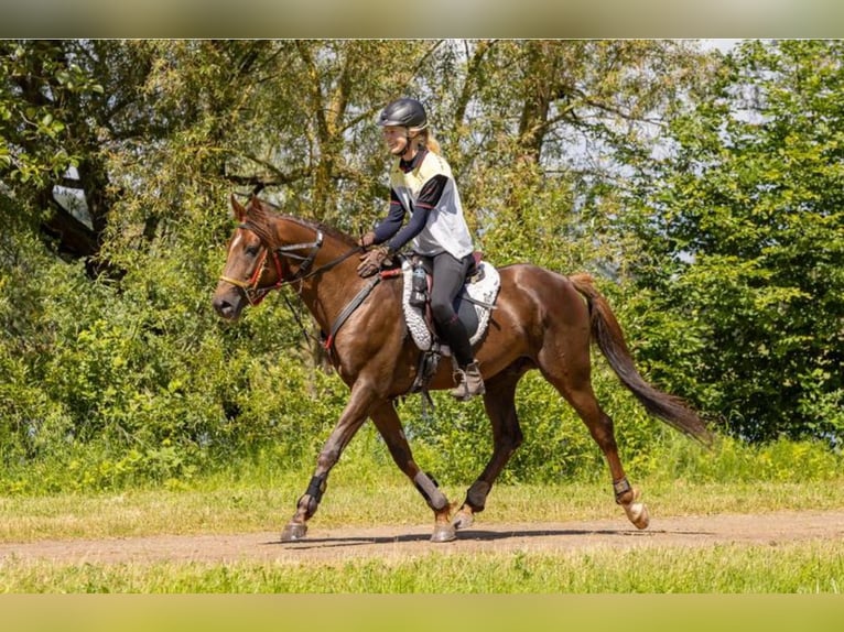 Koń czystej krwi arabskiej Ogier 7 lat 157 cm Ciemnokasztanowata in Rotenburg an der Fulda