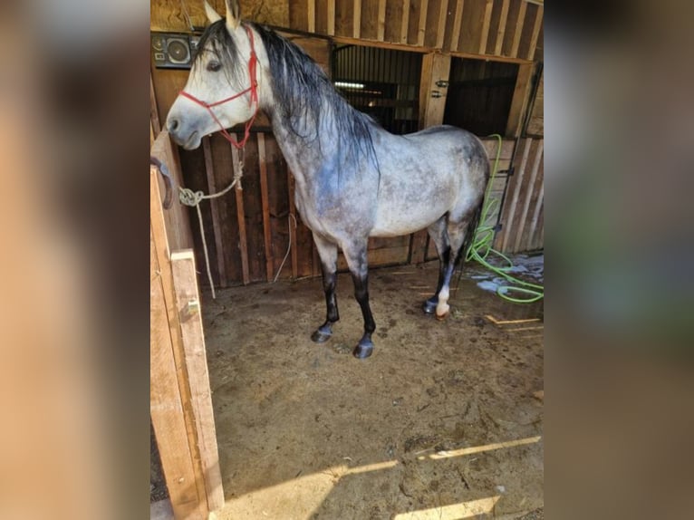 Koń czystej krwi arabskiej Ogier 9 lat 150 cm Siwa in Benedikt