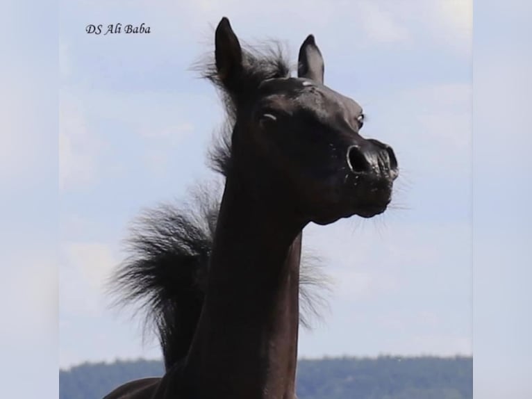 Koń czystej krwi arabskiej Ogier 9 lat 156 cm Kara in Rain