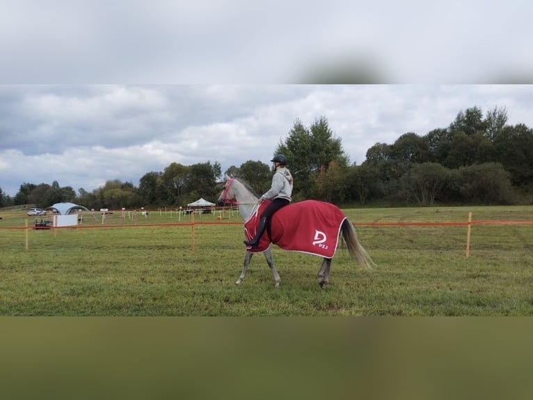 Koń czystej krwi arabskiej Ogier 9 lat 158 cm Siwa in Warszawa