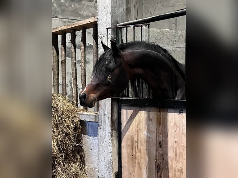 Koń czystej krwi arabskiej Ogier Ciemnogniada in Mergozzo