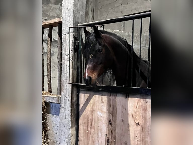 Koń czystej krwi arabskiej Ogier Ciemnogniada in Mergozzo