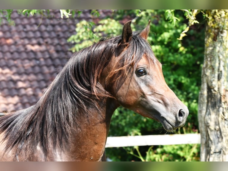 Koń czystej krwi arabskiej Ogier Ciemnogniada in Tiefenbach