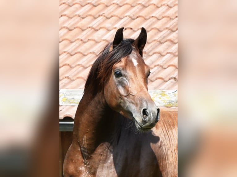 Koń czystej krwi arabskiej Ogier Ciemnogniada in Tiefenbach