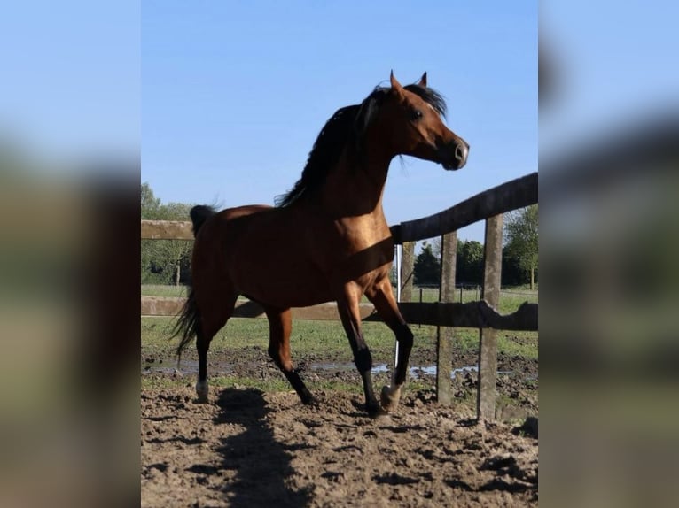 Koń czystej krwi arabskiej Ogier Gniada in Waalwijk