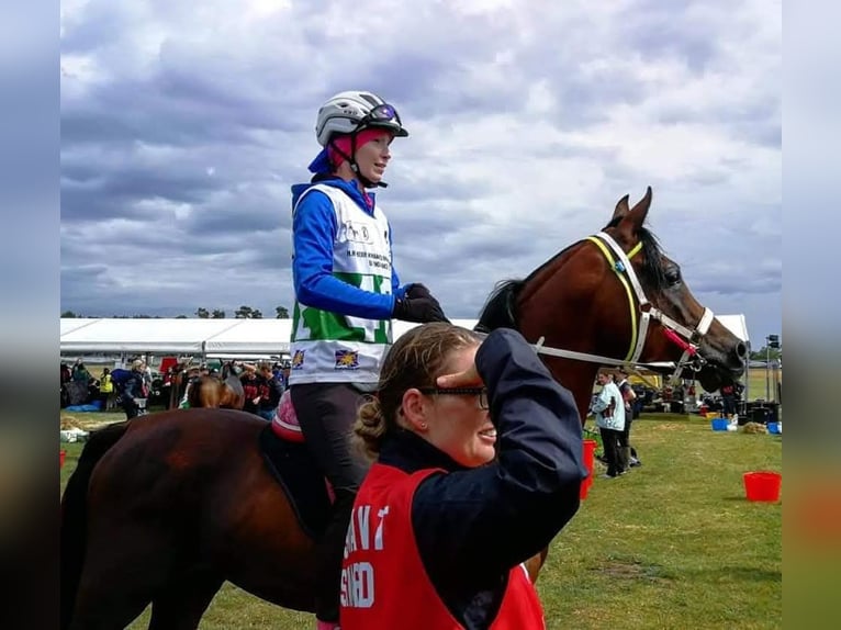 Koń czystej krwi arabskiej Ogier Gniada in Lahntal