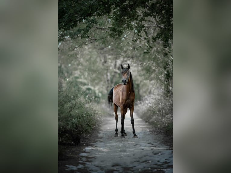 Koń czystej krwi arabskiej Ogier Gniada in Caumont