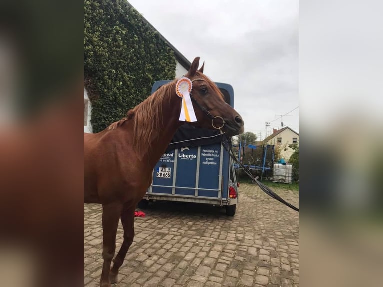 Koń czystej krwi arabskiej Ogier Kasztanowata in Arenrath