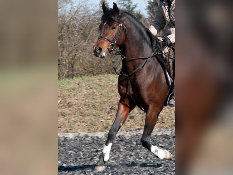 Koń czystej krwi arabskiej Ogier in Tiefenbach