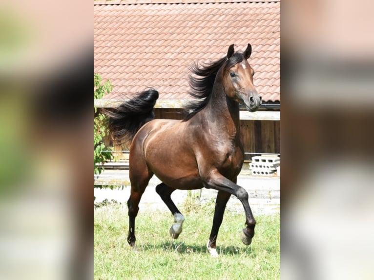 Koń czystej krwi arabskiej Ogier in Tiefenbach